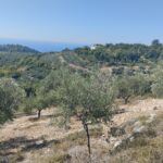 Κτήμα 8,5στρεμμάτα Βλασσάδα