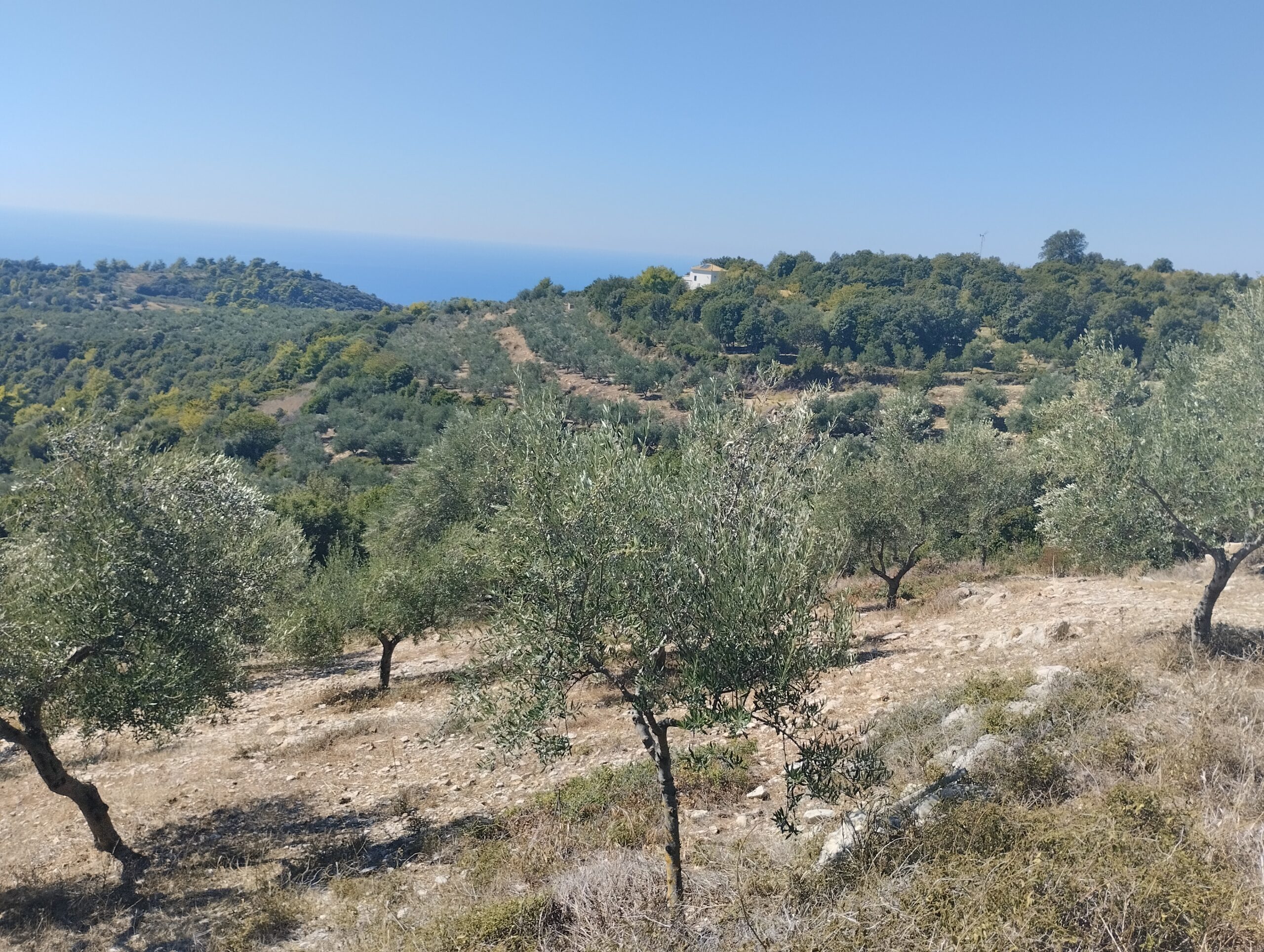 Κτήμα 8,5στρεμμάτα Βλασσάδα